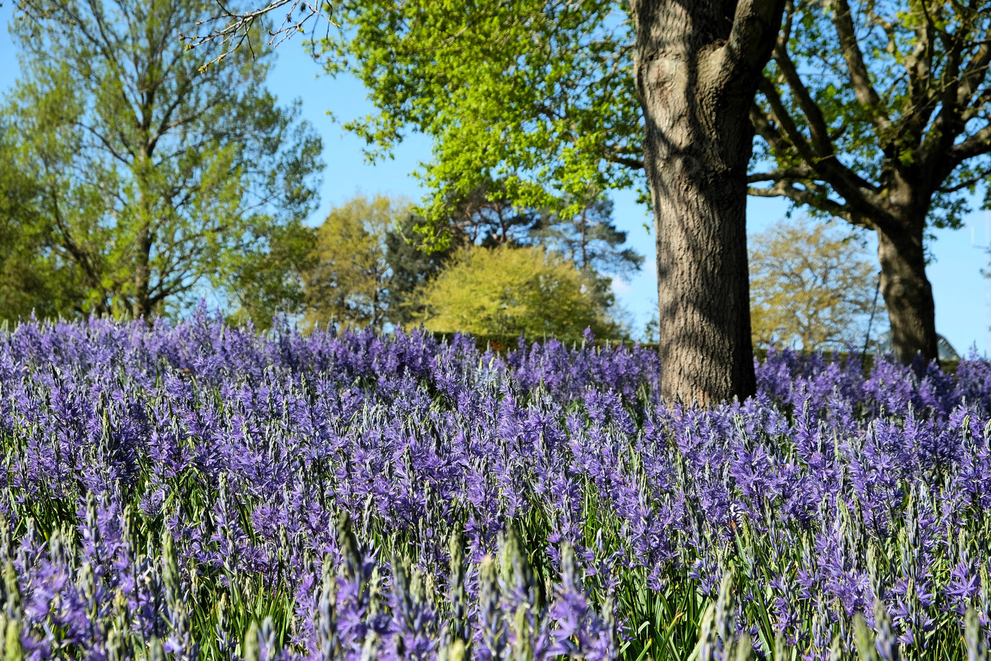 30 BLUE CAMAS Camass Lily Wild Indian Hyacinth Camassia Quamash Flower Herb Seeds