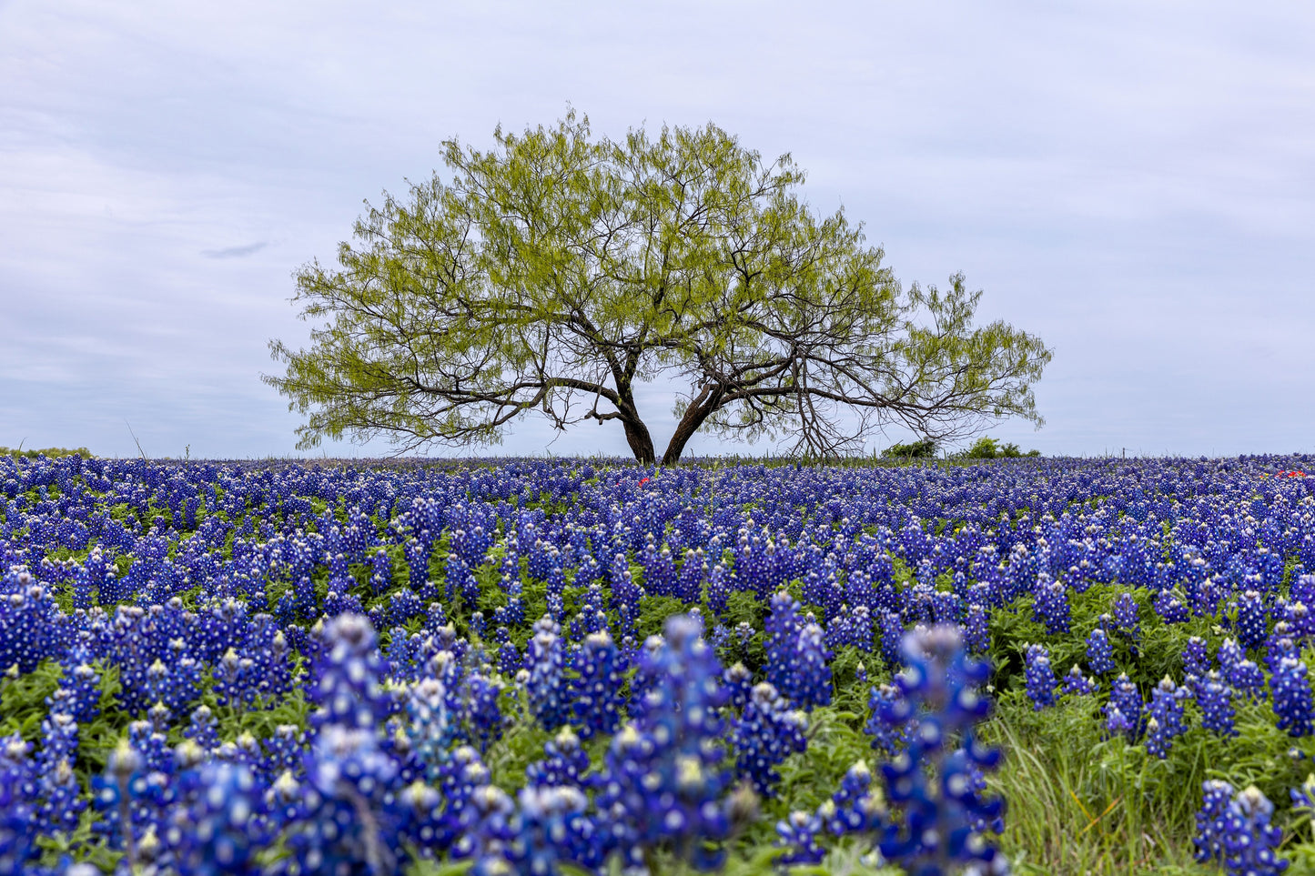 150 TEXAS BLUEBONNET LUPINE Lupinus Texensis Flower Seeds