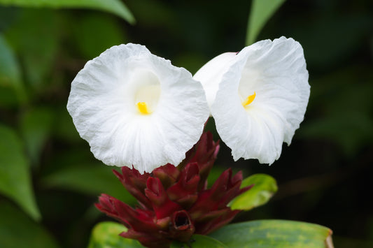 10 CREPE GINGER Hellenia Speciosa Cheilocostus Costus Red & White Wild Spiral Flag Flower Seeds