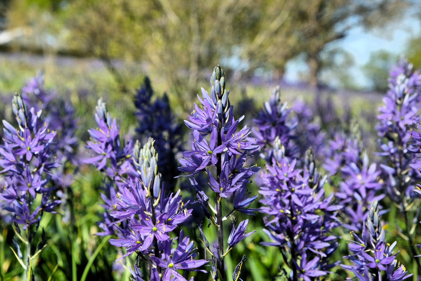 30 BLUE CAMAS Camass Lily Wild Indian Hyacinth Camassia Quamash Flower Herb Seeds