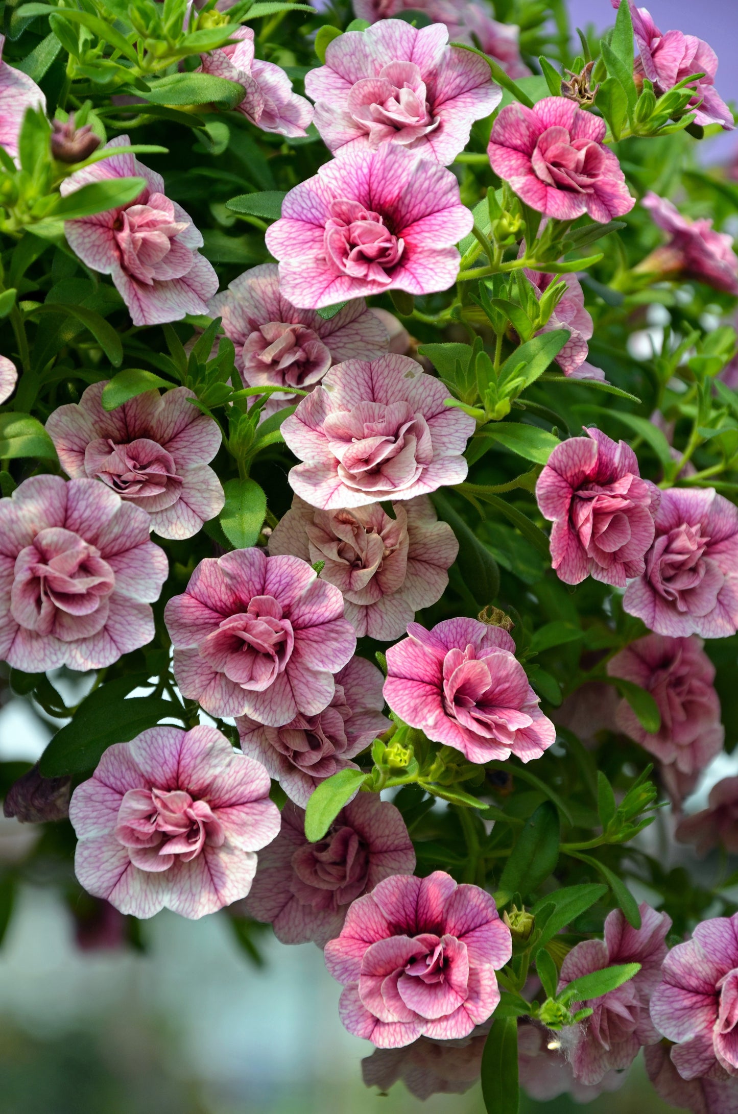 20 DOUBLE MIX PETUNIA Floribunda Red Pink Purple Flower Seeds