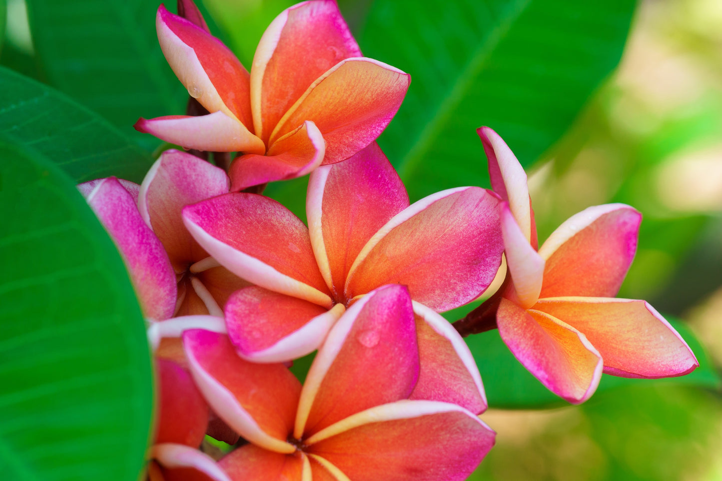 10 MIXED COLORS PLUMERIA Seeds - Lei Flower Frangipani Mix Fragrant Shrub Small Tree Pink Red Yellow White Peach Two Tone