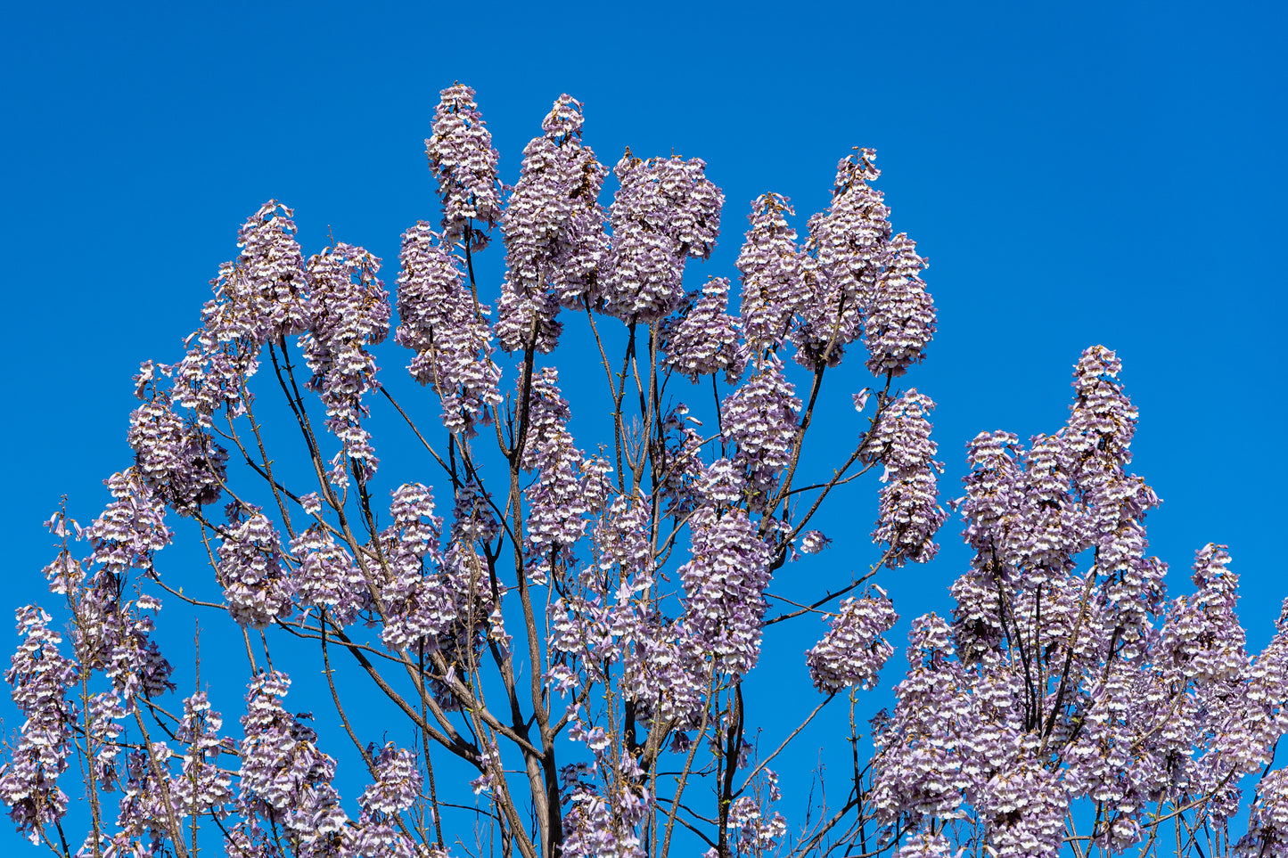 400 Royal PAULOWNIA EMPRESS TREE Tomentosa Flower Seeds