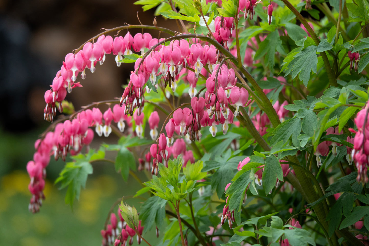 10 BLEEDING HEART - PINK Old Fashioned Dicentra Formosa Shade Flower Seeds