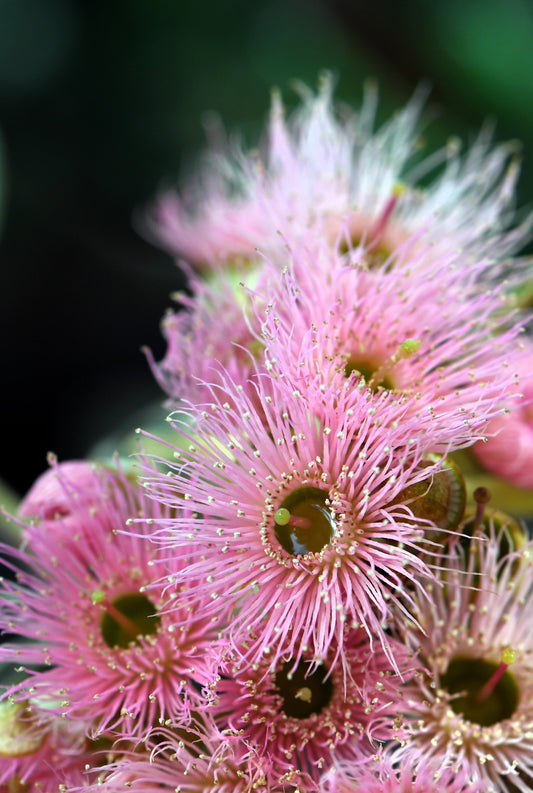 50 RED FLOWERING EUCALYPTUS Sideroxylon Mugga Ironbark Tree Seeds