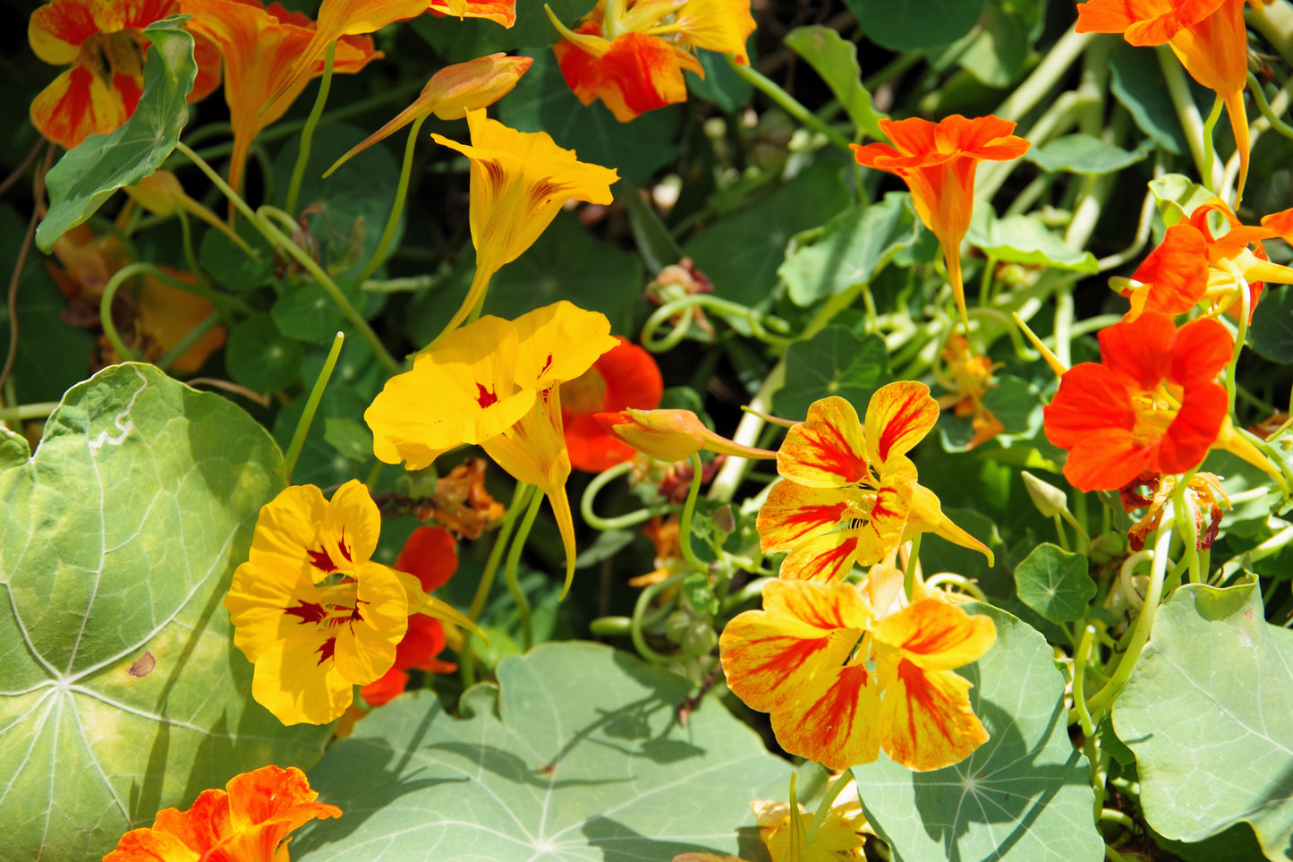50 Mixed Colors DWARF JEWEL NASTURTIUM Tropaeolum Minus Flower Seeds