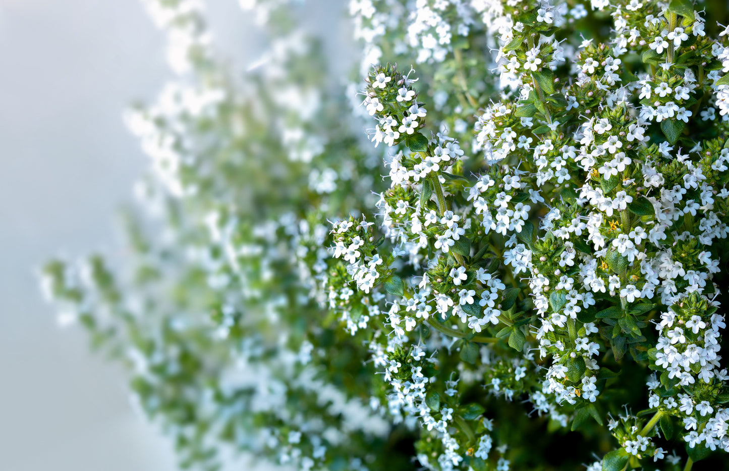 30 ORANGE THYME Orangelo Thymus Vulgaris Fragrantissimus Culinary Herb Seeds