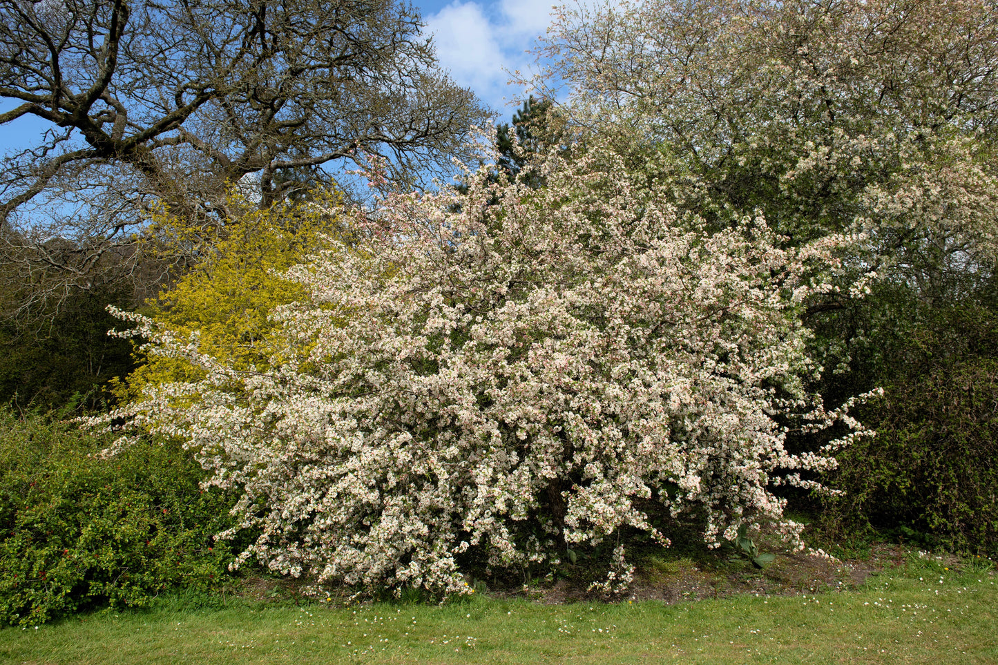 30 Sargent CRAB APPLE Shrub Hummingbird Flower White Red Malus Sargentii Seeds