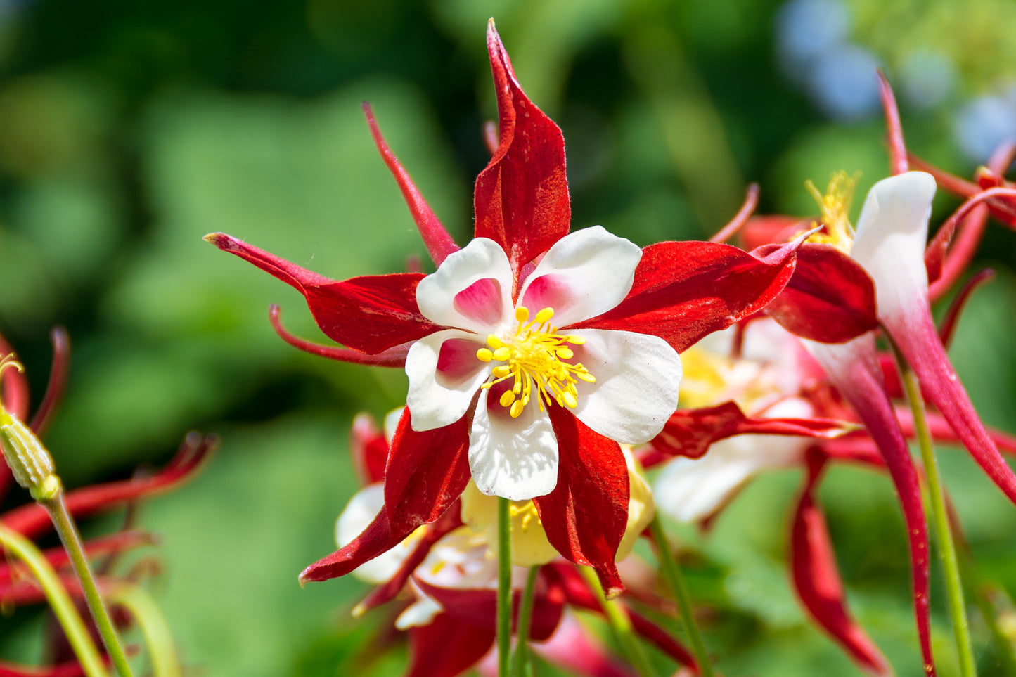 25 CRIMSON STAR COLUMBINE Red & White McKana's Giant Aquilegia Flower Seeds