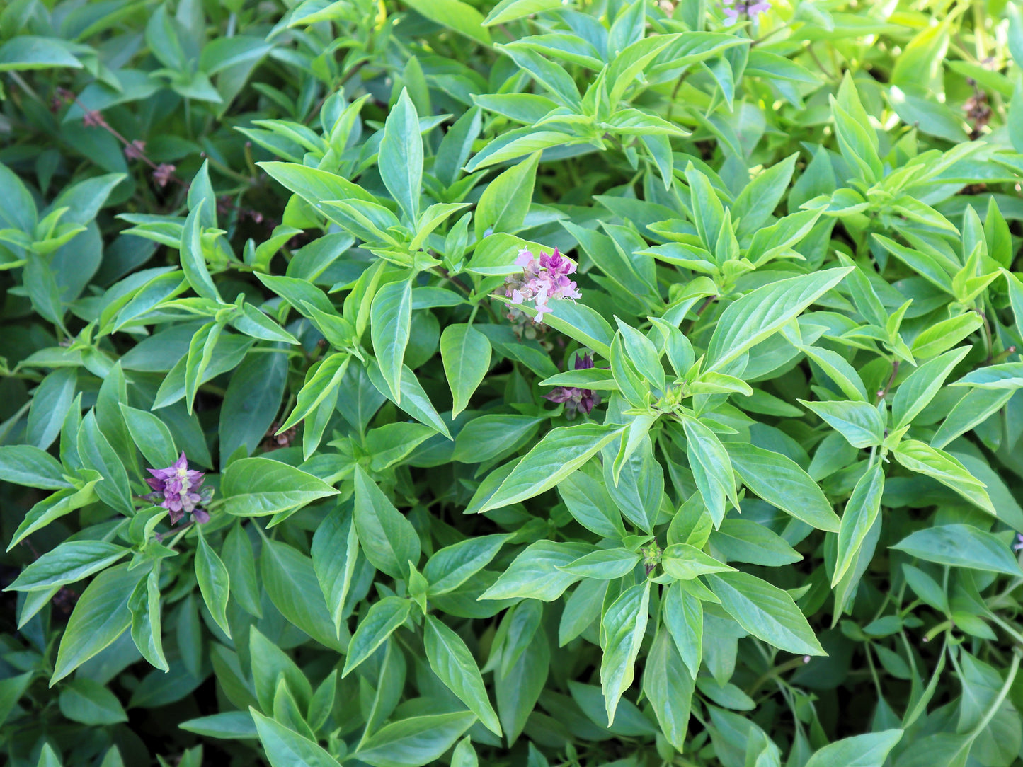 1000 LICORICE BASIL Ocimum Basilicum HERB Flower Seeds