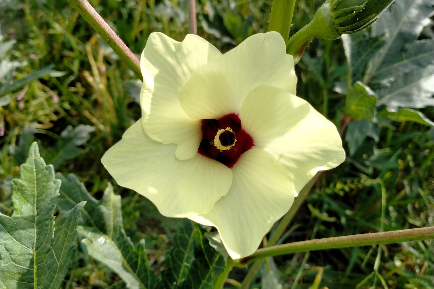 150 EMERALD GREEN Velvet OKRA Spineless Abelmoschus Esculentus Vegetable Seeds