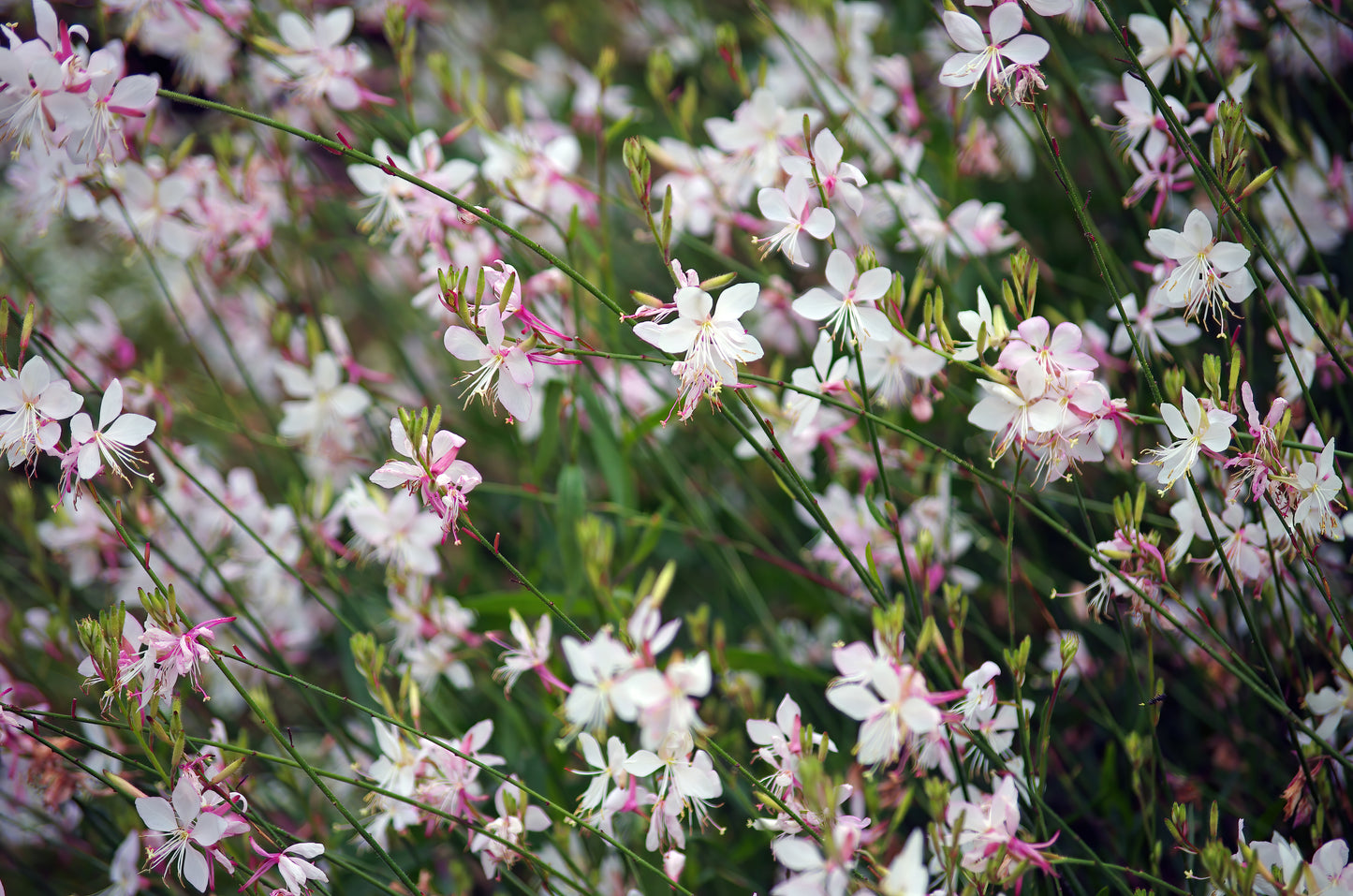 100 White GAURA WHIRLING BUTTERFLIES Gaura Lindheimeri Flower Seeds