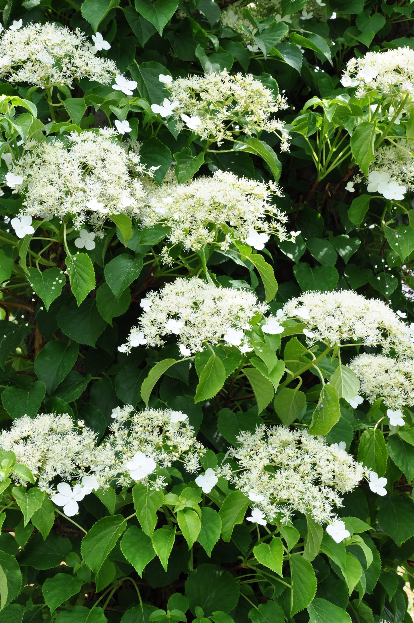 50 CLIMBING HYDRANGEA Anomala Petiolaris Vine Flower Seeds