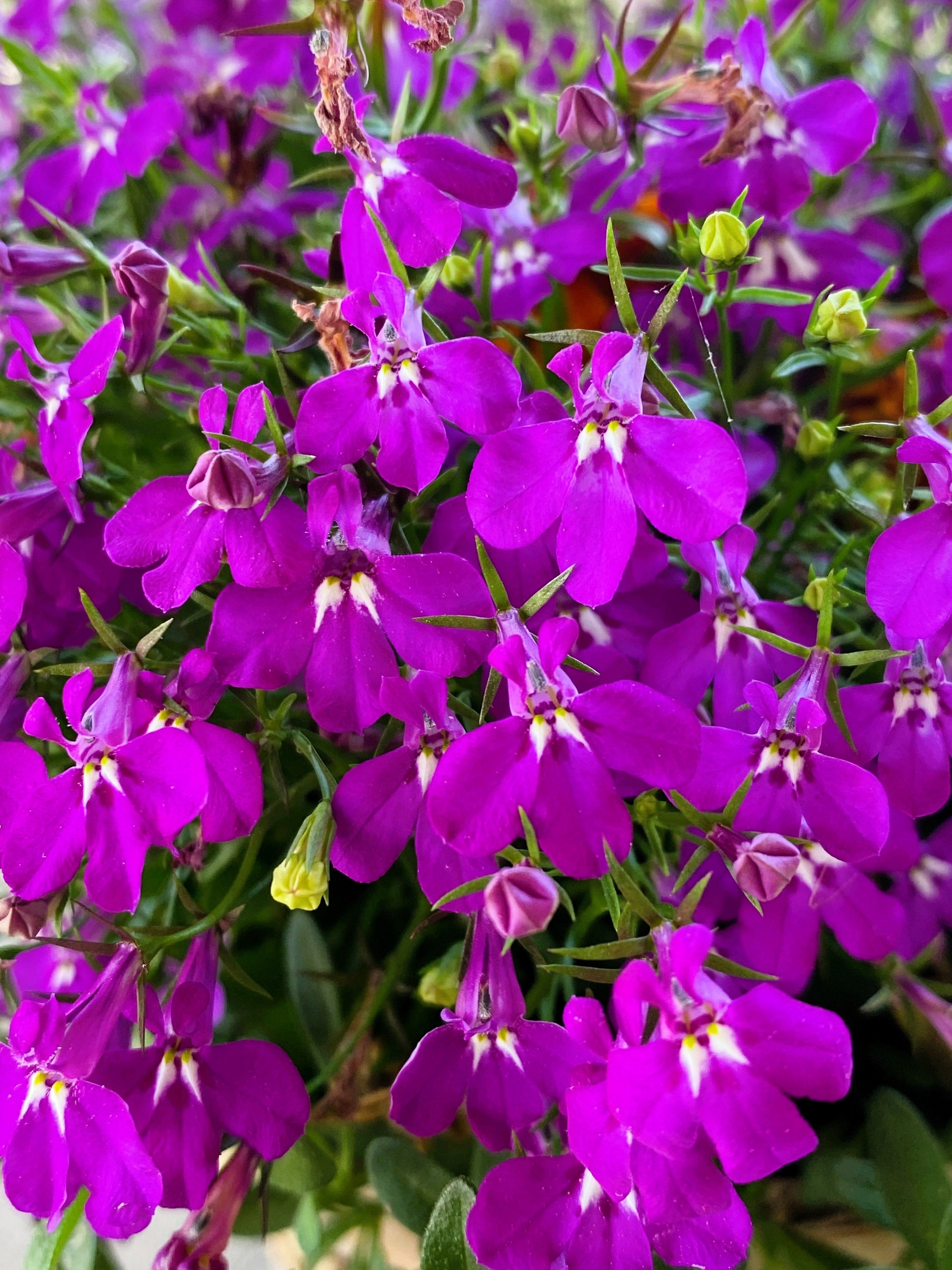 200 ROSAMOND LOBELIA Erinus Carmine Red & White Flower Seeds