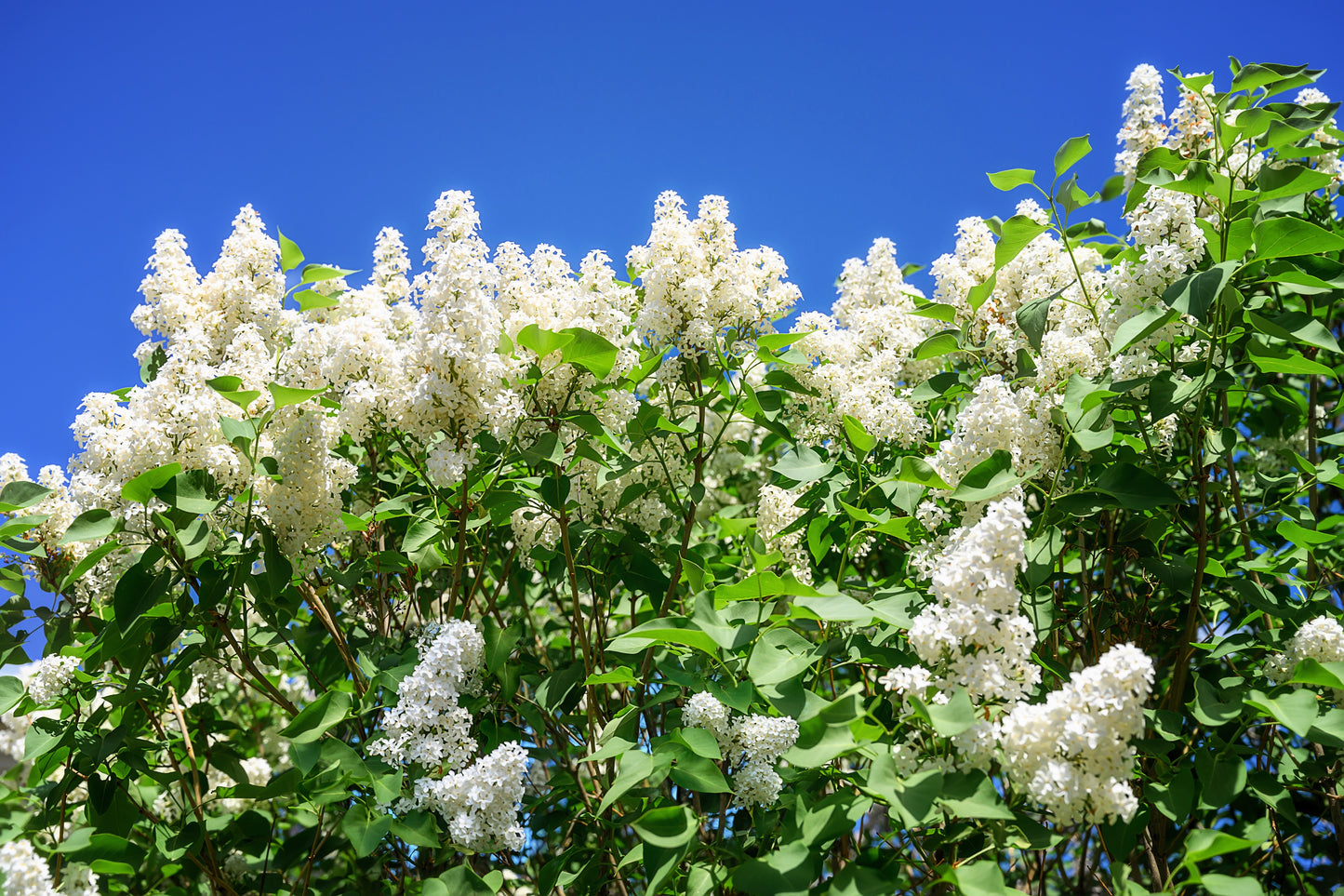 20 WHITE TREE LILAC Hummingbird Flower Fragrant Peking Syringa Pekinensis Seeds