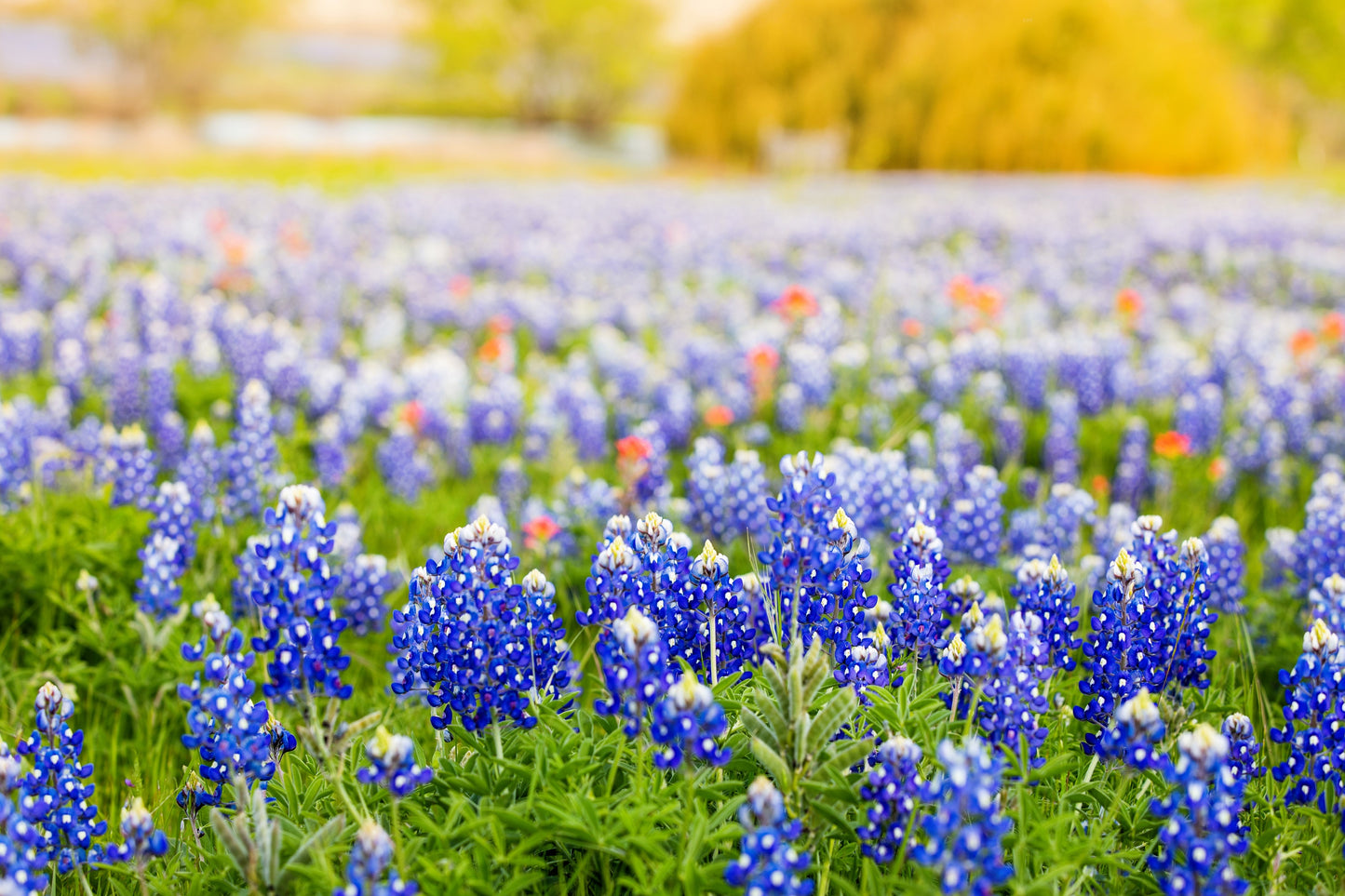 150 TEXAS BLUEBONNET LUPINE Lupinus Texensis Flower Seeds