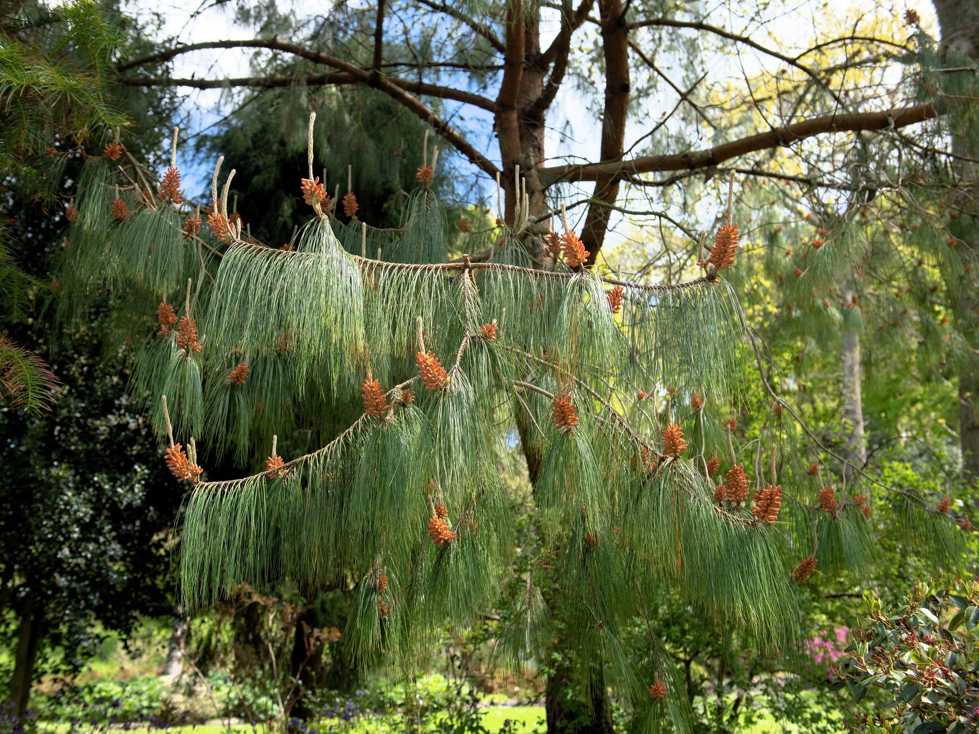 pine tree garden seeds 30 Mexican WEEPING PINE TREE Evergreen Pinus Patula Seeds – Seedville USA