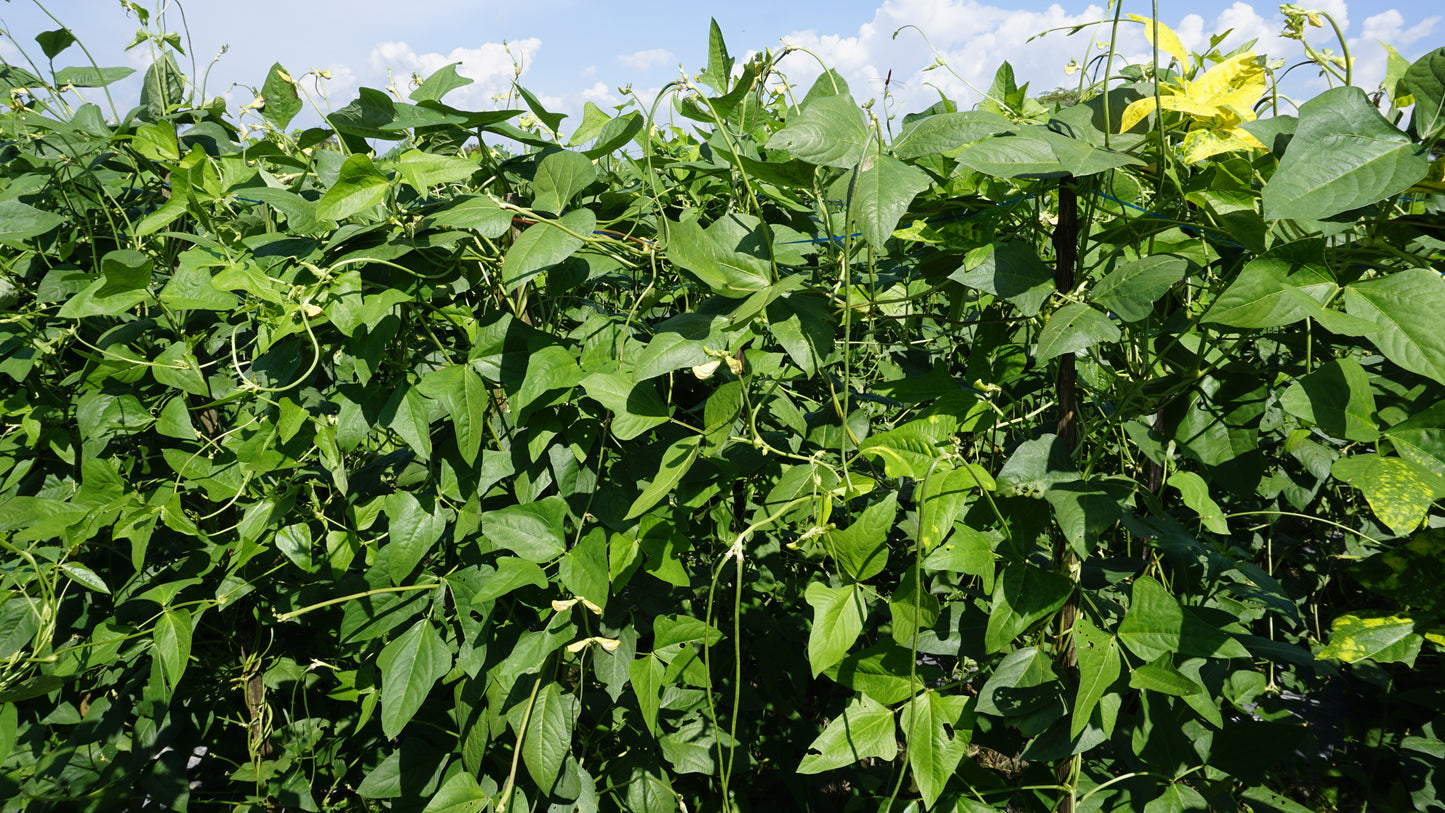 100 BLACKEYE PEA (Cow Pea / Cowpea / Southern Pea / Blackeyed Pea / Black Eye Pea) Vigna Unguiculata Vegetable Seeds