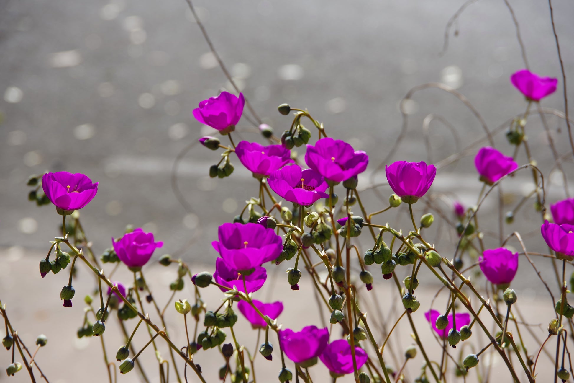 calandrinia succulent 50 RED ROCK PURSLANE ' Ruby Tuesday ' Calandrinia Umbellata Magenta Fl – Seedville USA