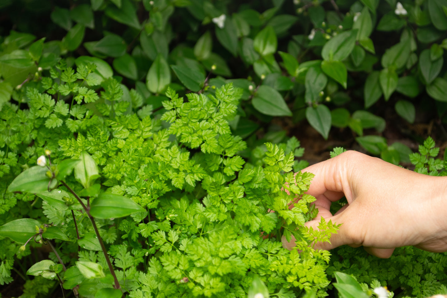 150 GARDEN CHERVIL (Gourmet Parsley) Anthriscus Cerefolium Herb Flower Seeds