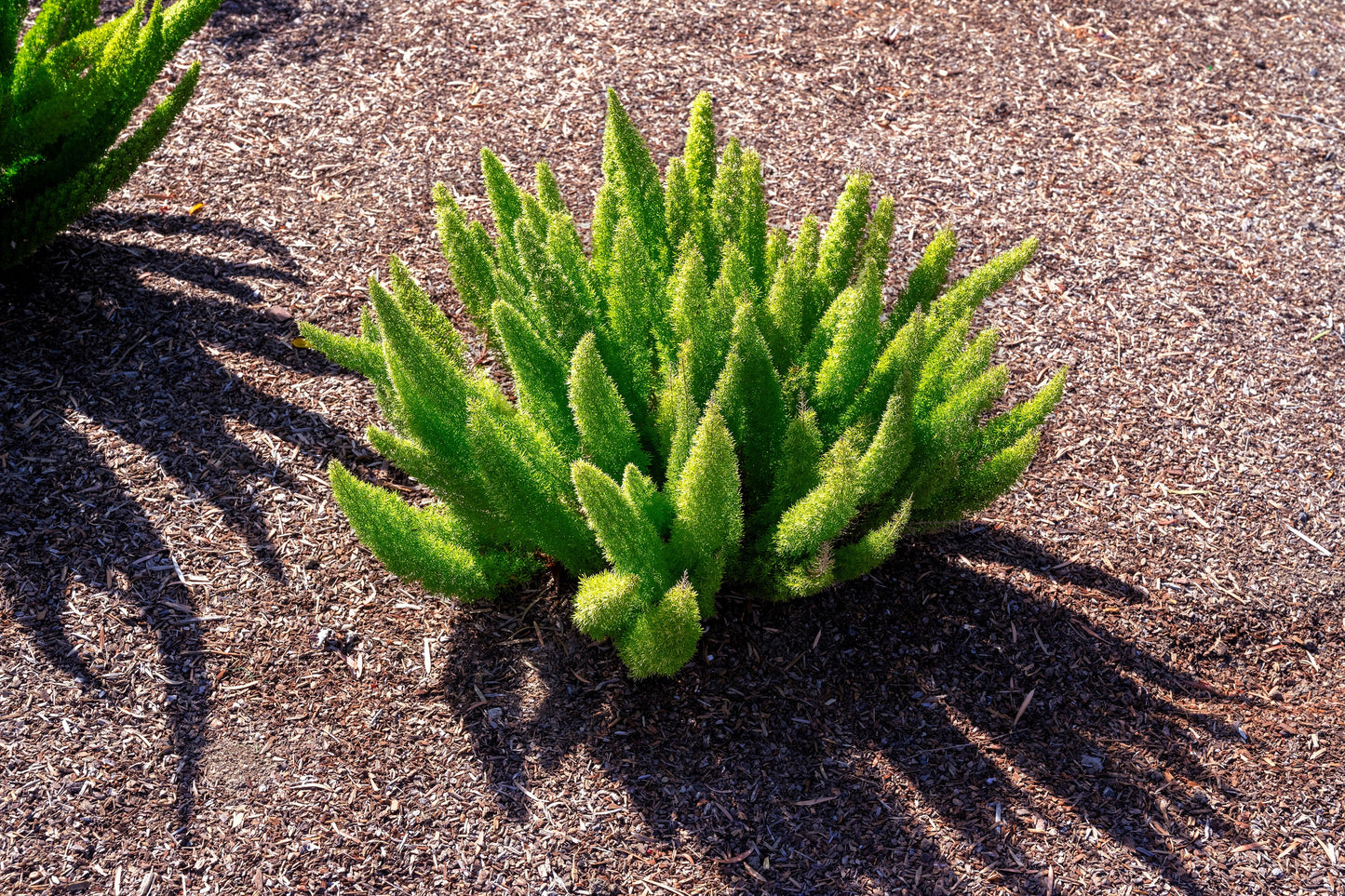 10 EMERALD ASPARAGUS FERN A. Densiflorus Mazeppa Houseplant Flower Seeds