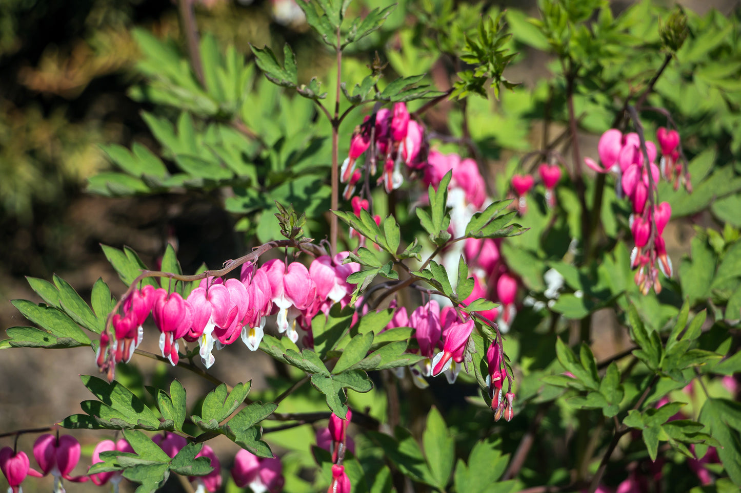 10 BLEEDING HEART - PINK Old Fashioned Dicentra Formosa Shade Flower Seeds