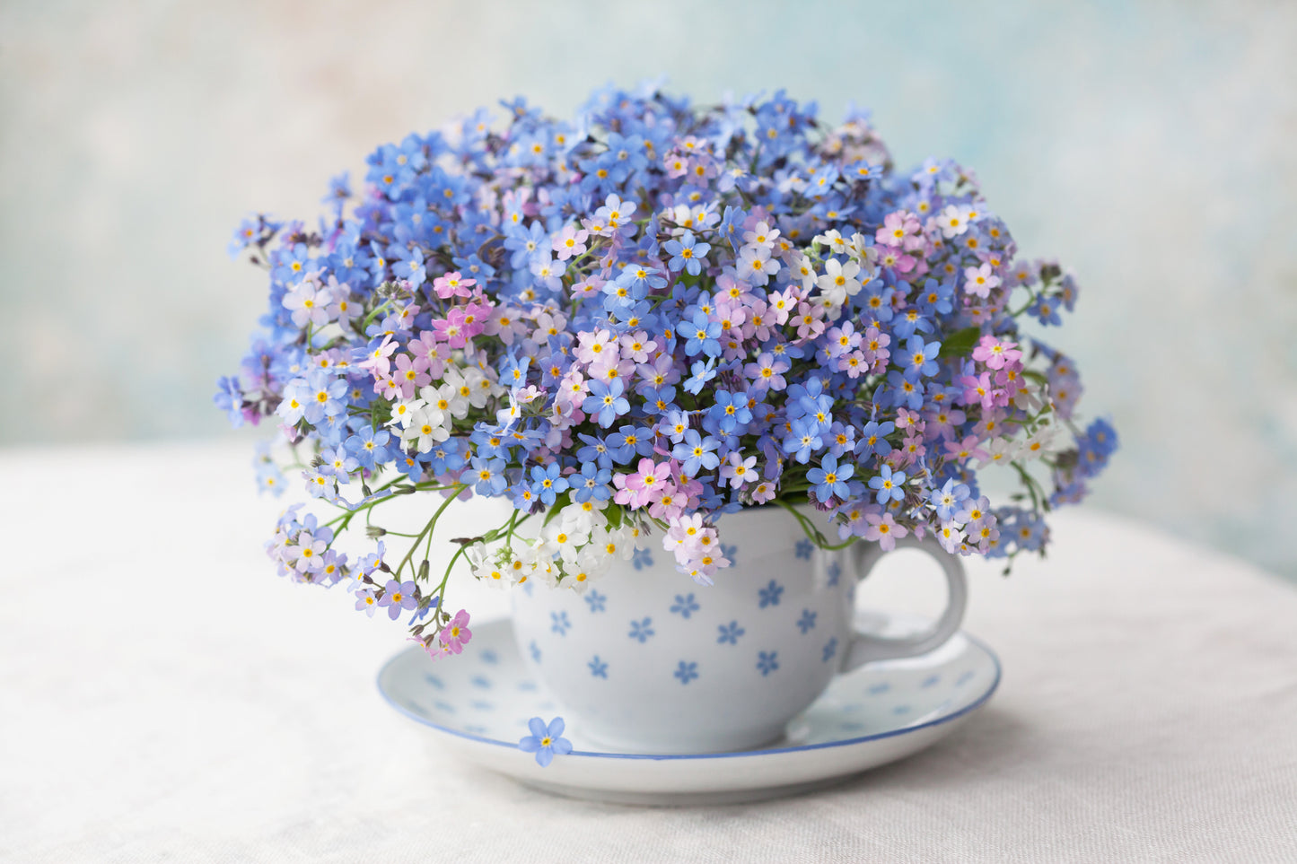 100 Mixed FORGET ME NOT Pink Blue White Mix Myosotis Alpestris Flower Seeds *Flat Shipping