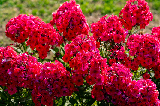 800 RED DRUMMOND PHLOX (Texas Pride) Phlox Drummondii Flower Seeds