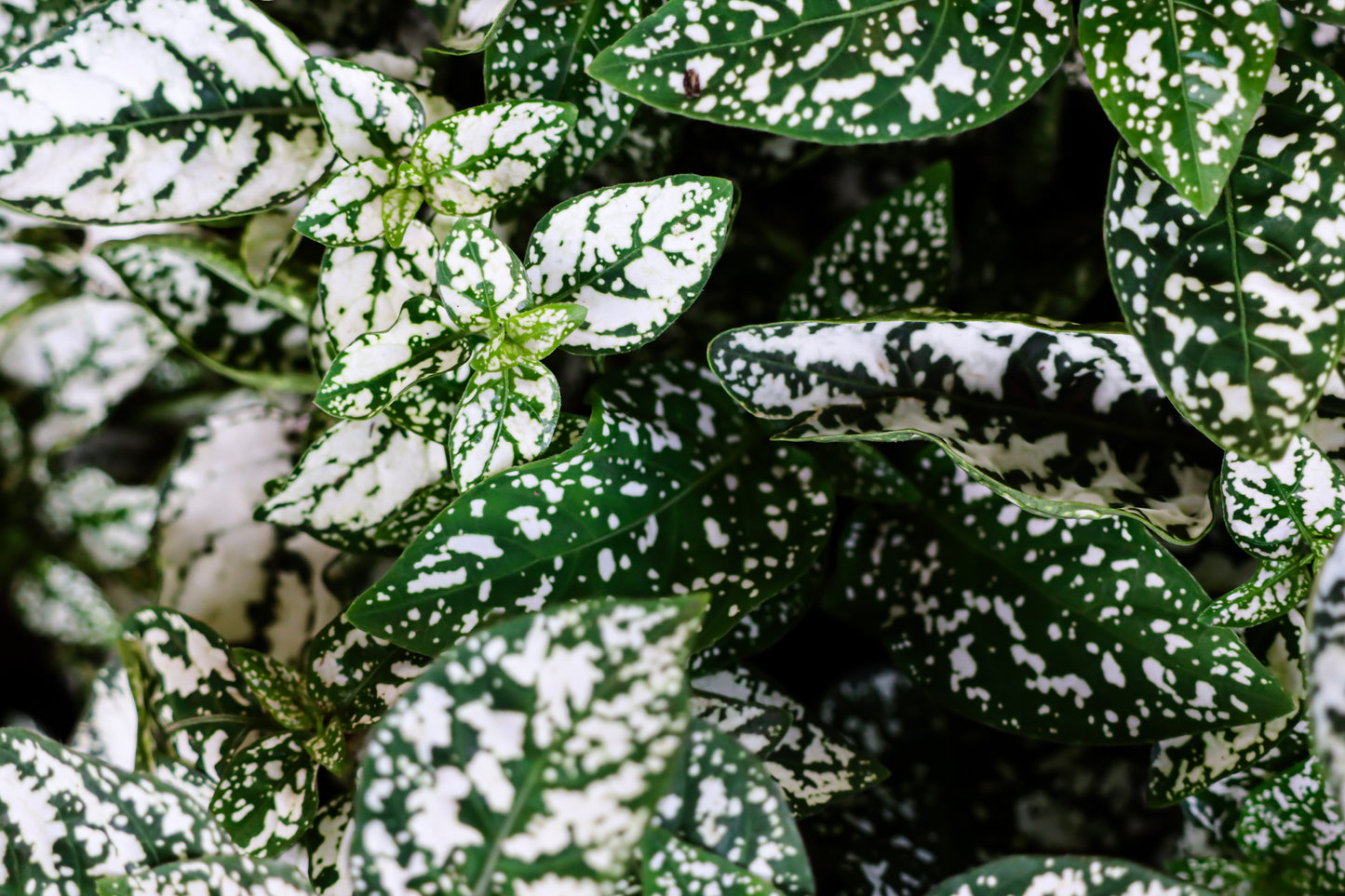 house plant with white dots 10 Dwarf WHITE POLKA DOT PLANT Splash Select Hypoestes Phyllostachya F – Seedville USA