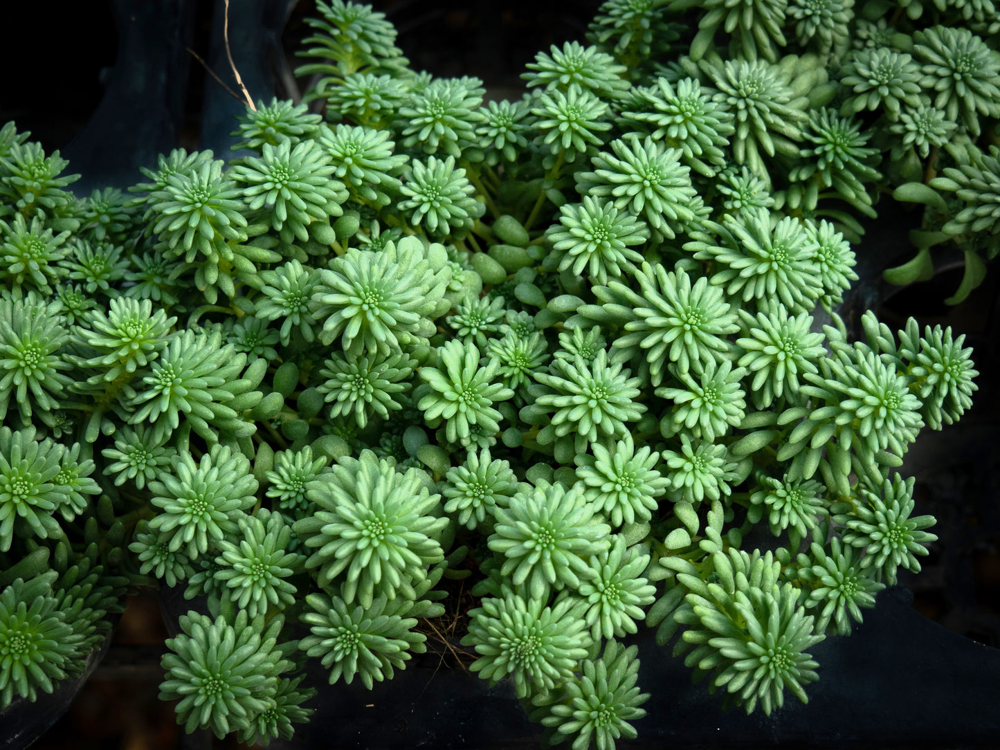 50 SEASTAR / WIDOWS Cross SEDUM Sea Star Stonecrop Sedum Pulchellum Flower Seeds
