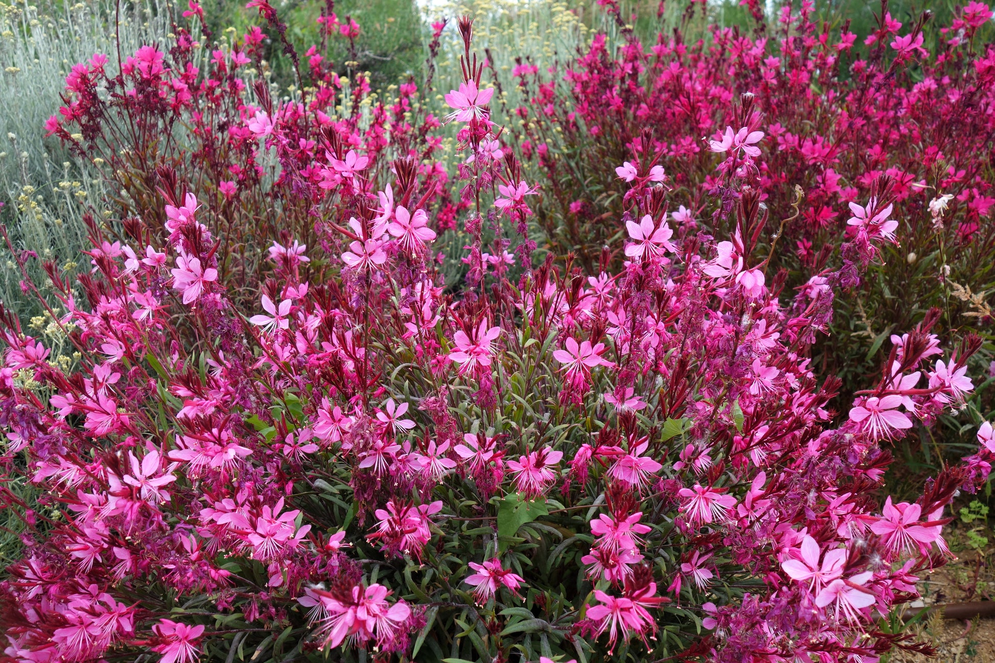 gaura plant seeds 100 Pink GAURA WHIRLING BUTTERFLIES Gaura Biennis Flower Seeds