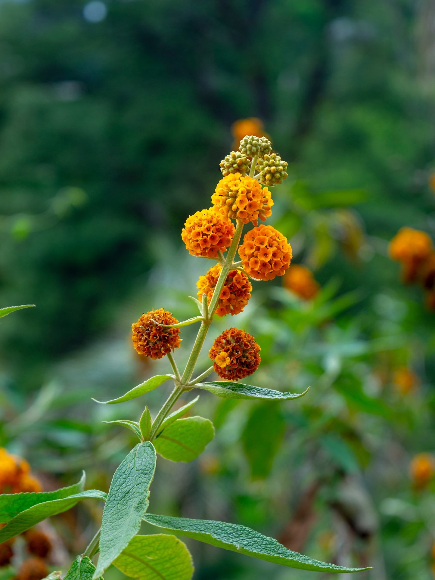 10 ORANGE BALL TREE / Golden Butterfly Bush Buddleja Globosa Shrub Flower Seeds