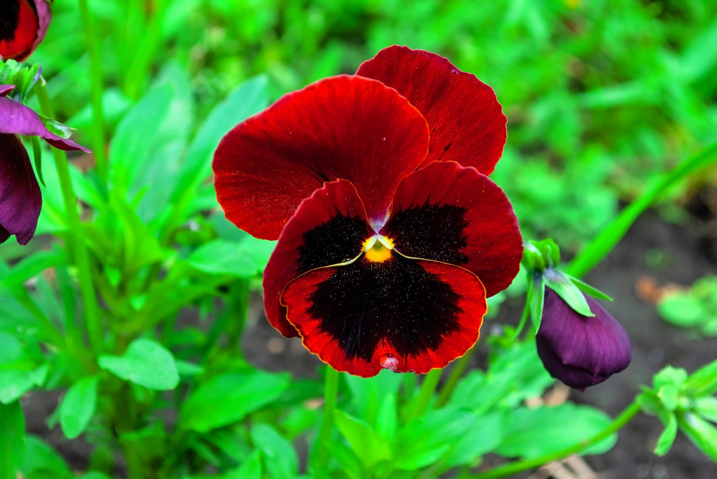 50 RED & BROWN PANSY Swiss Giant Violet Viola Wittrockiana Flower Seeds