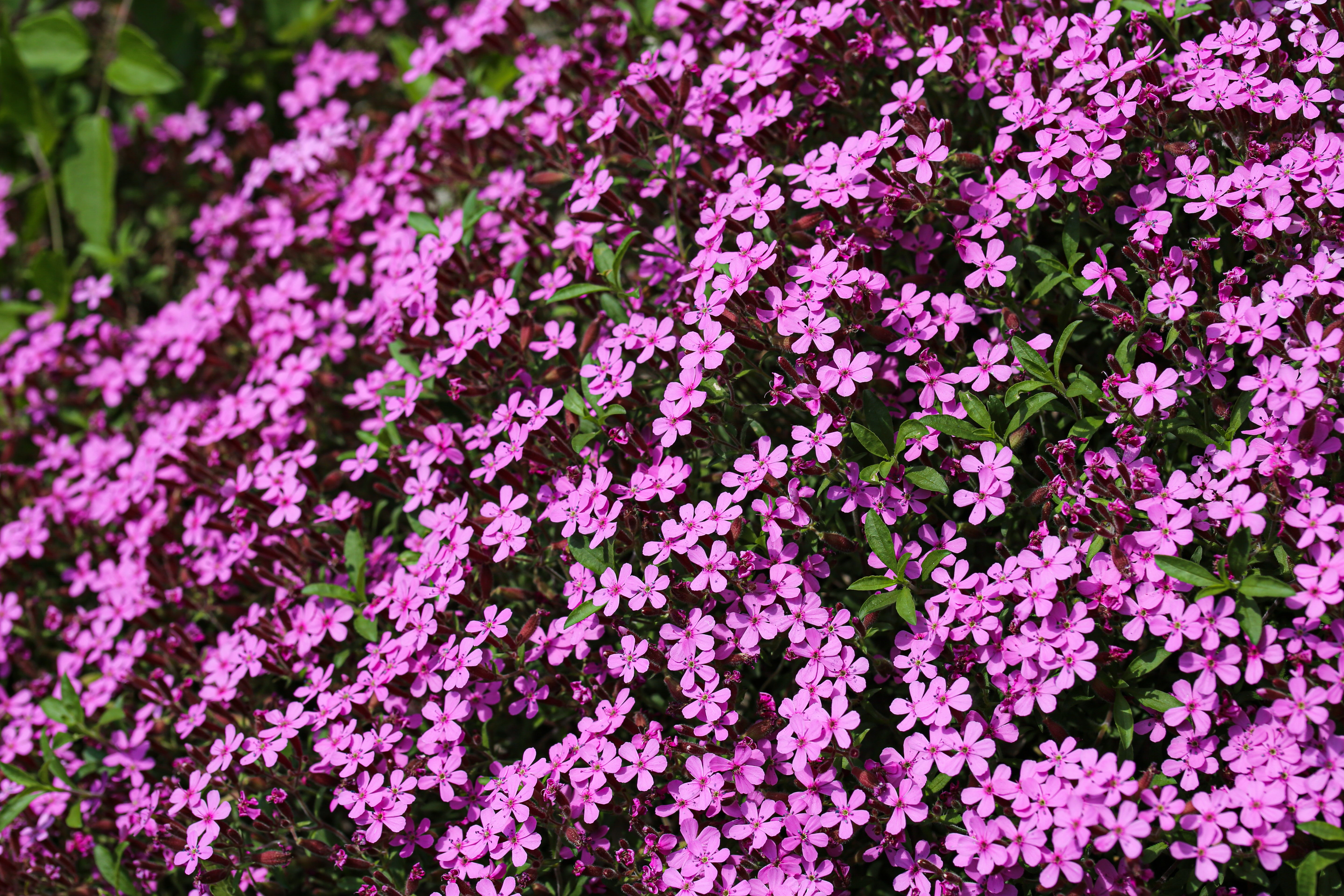 Seedville Rock Soapwort