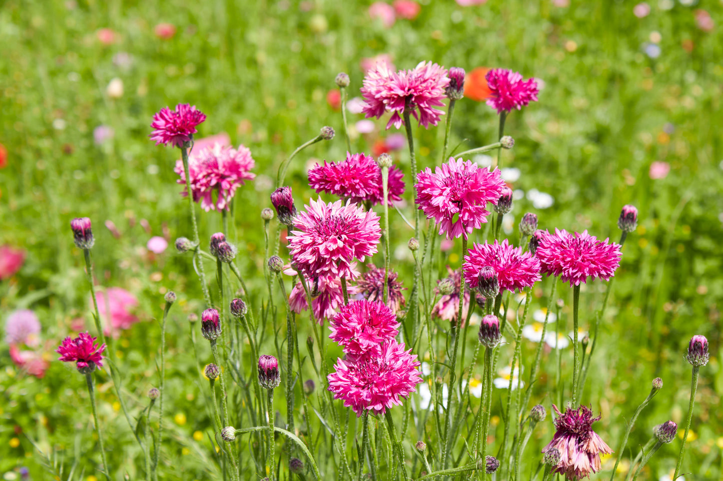 750 Red BACHELOR'S BUTTON / CORNFLOWER Centaurea Cyanus Flower Seeds