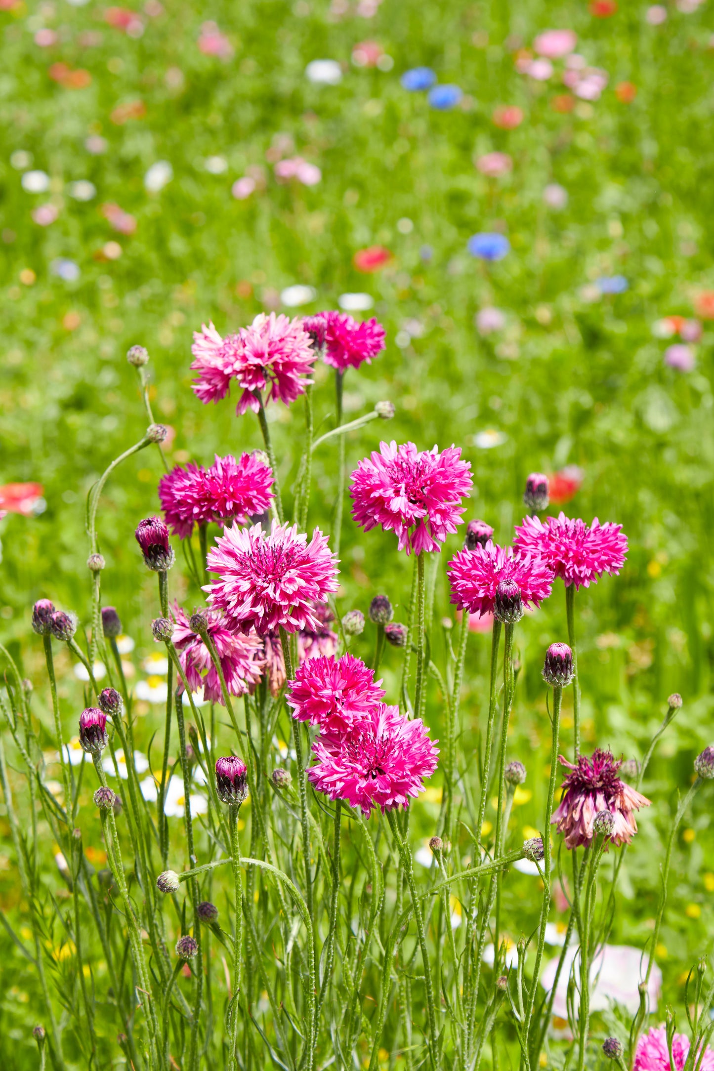 750 Red BACHELOR'S BUTTON / CORNFLOWER Centaurea Cyanus Flower Seeds