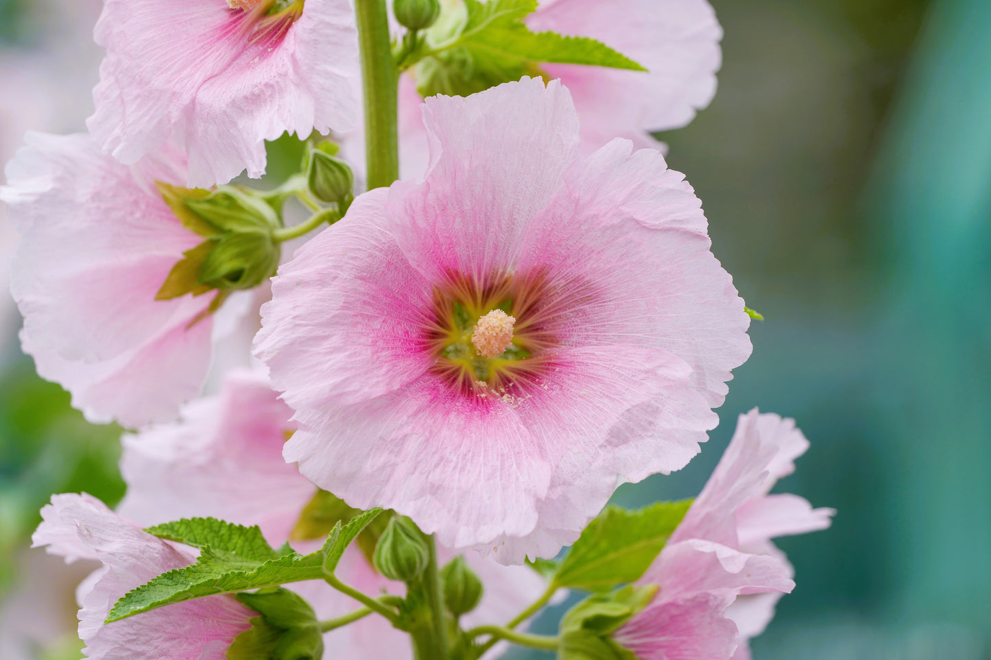 25 PALE PINK HOLLYHOCK Light Alcea Rosea Flower Seeds Perennial