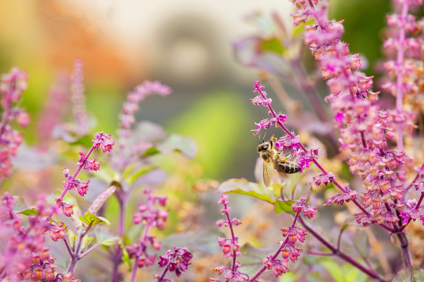 200 Purple Krishna Tulsi HOLY BASIL Ocimum Sanctum Tenuiflorum Herb Flower Seeds