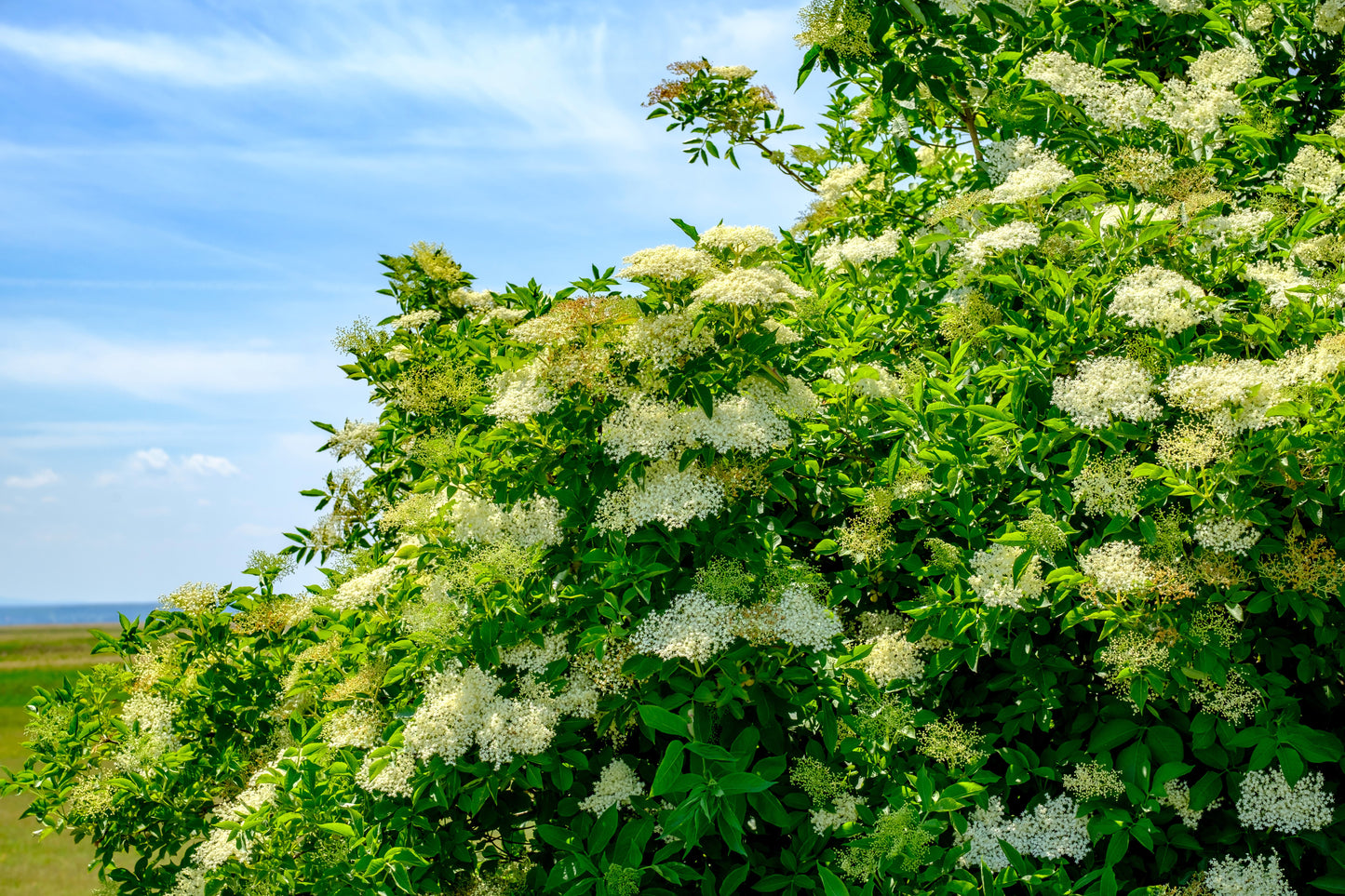 100 RED ELDERBERRY Sambucus Racemosa Scarlet Mountain Elder Bunchberry Tree Shrub Fruit Berry Seeds