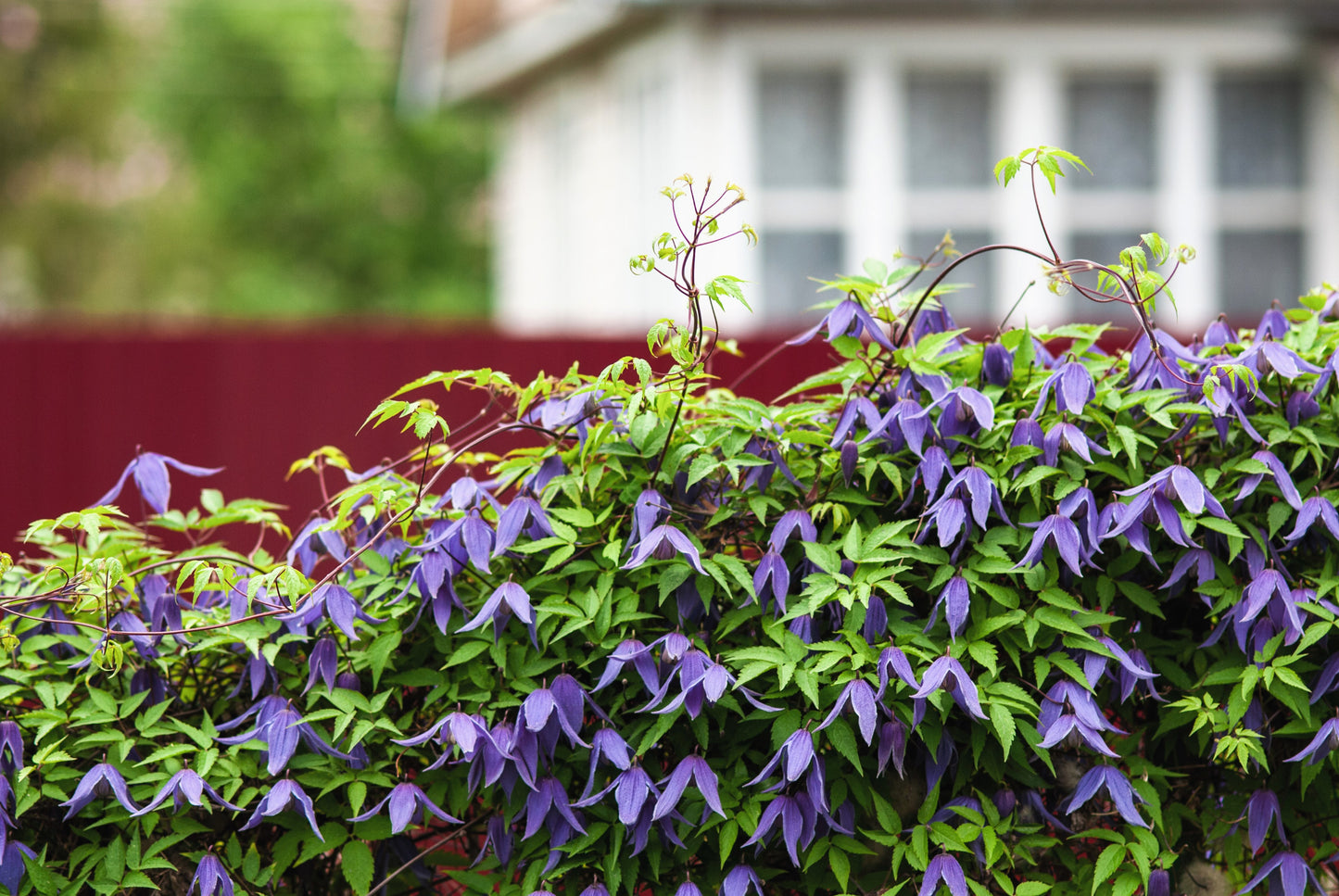 10 PURPLE ALPINE CLEMATIS Alpina Virgin's Bower Flower Vine Seeds