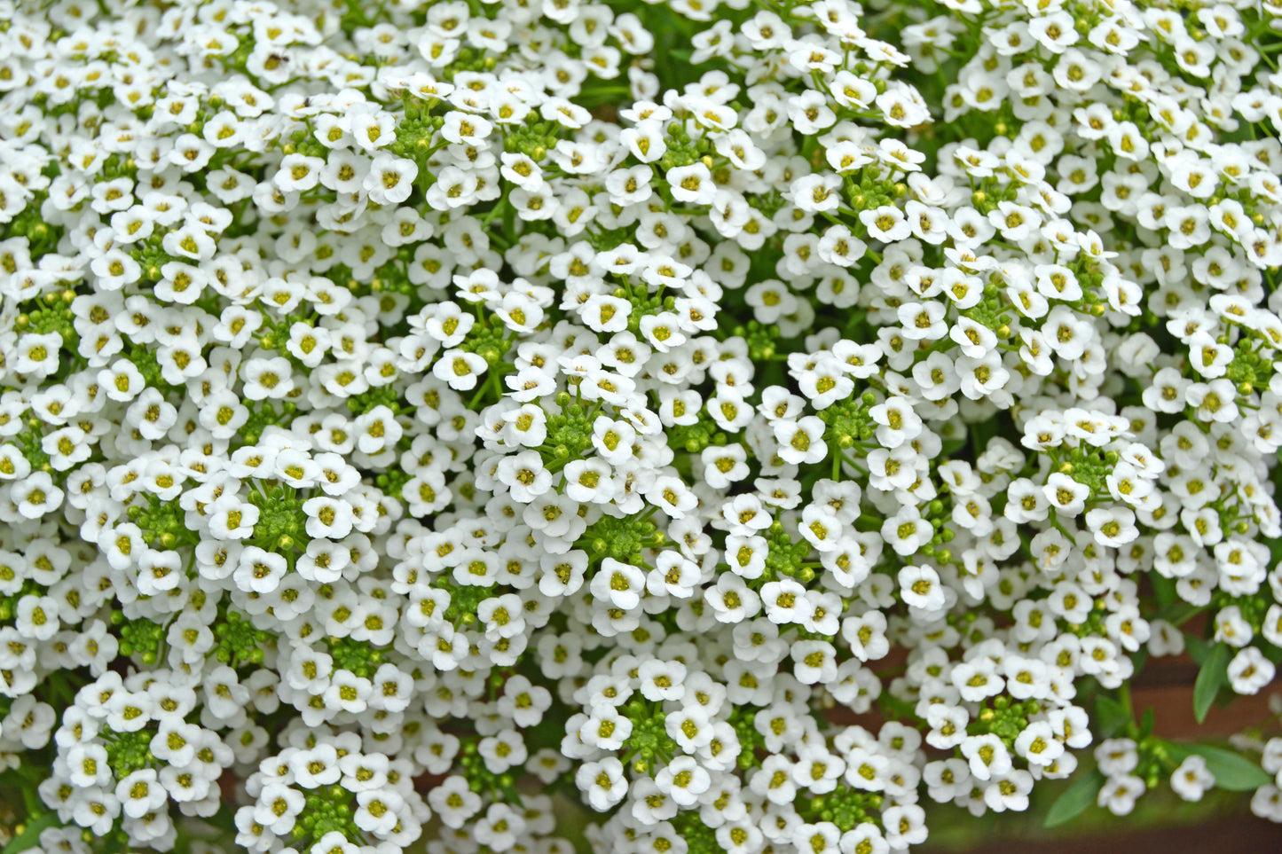 1000 WHITE SWEET ALYSSUM Carpet Of Snow Lobularia Maritima Flower Seeds