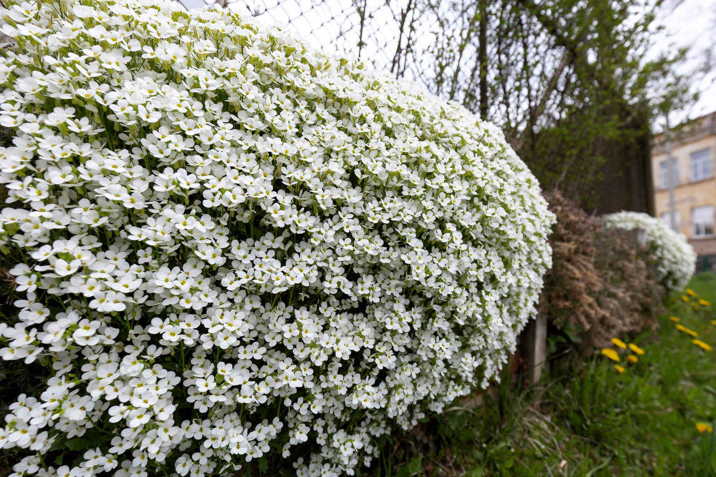 800 WHITE ALPINE ROCKCRESS Aubrieta Rock Cress Arabis Alpina Flower Seeds