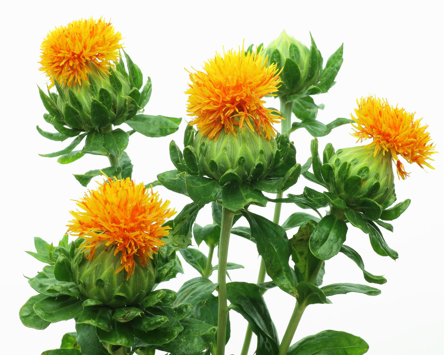 300 SAFFLOWER Saffron Carthamus Tinctorius Yellow Orange Flower Seeds