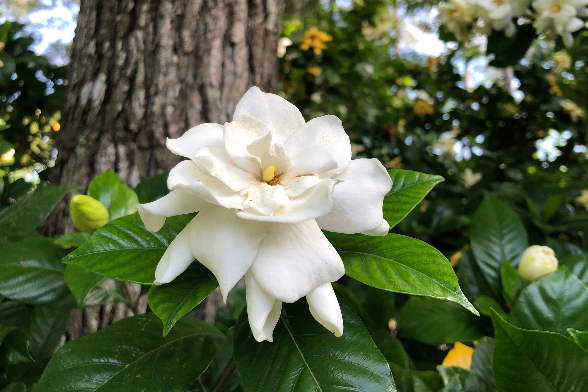 cape jasmine house plant 50 GARDENIA Jasminoides / CAPE JASMINE Fragrant White Shrub Houseplant Flower Seeds