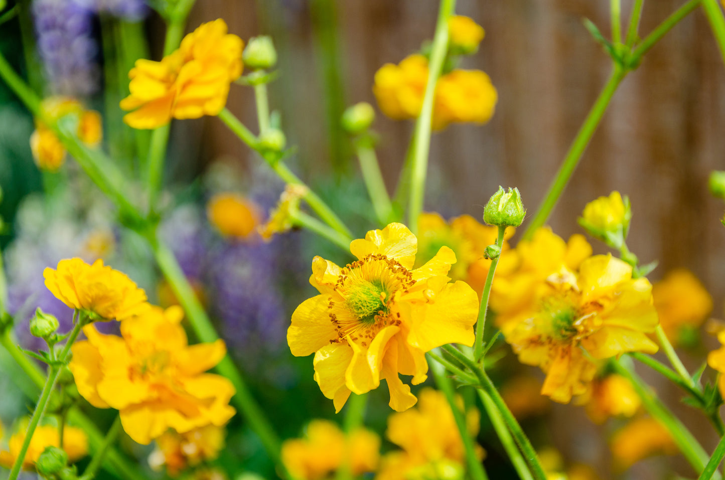 10 Yellow Lady Stratheden GEUM Chiloense Flower Seeds