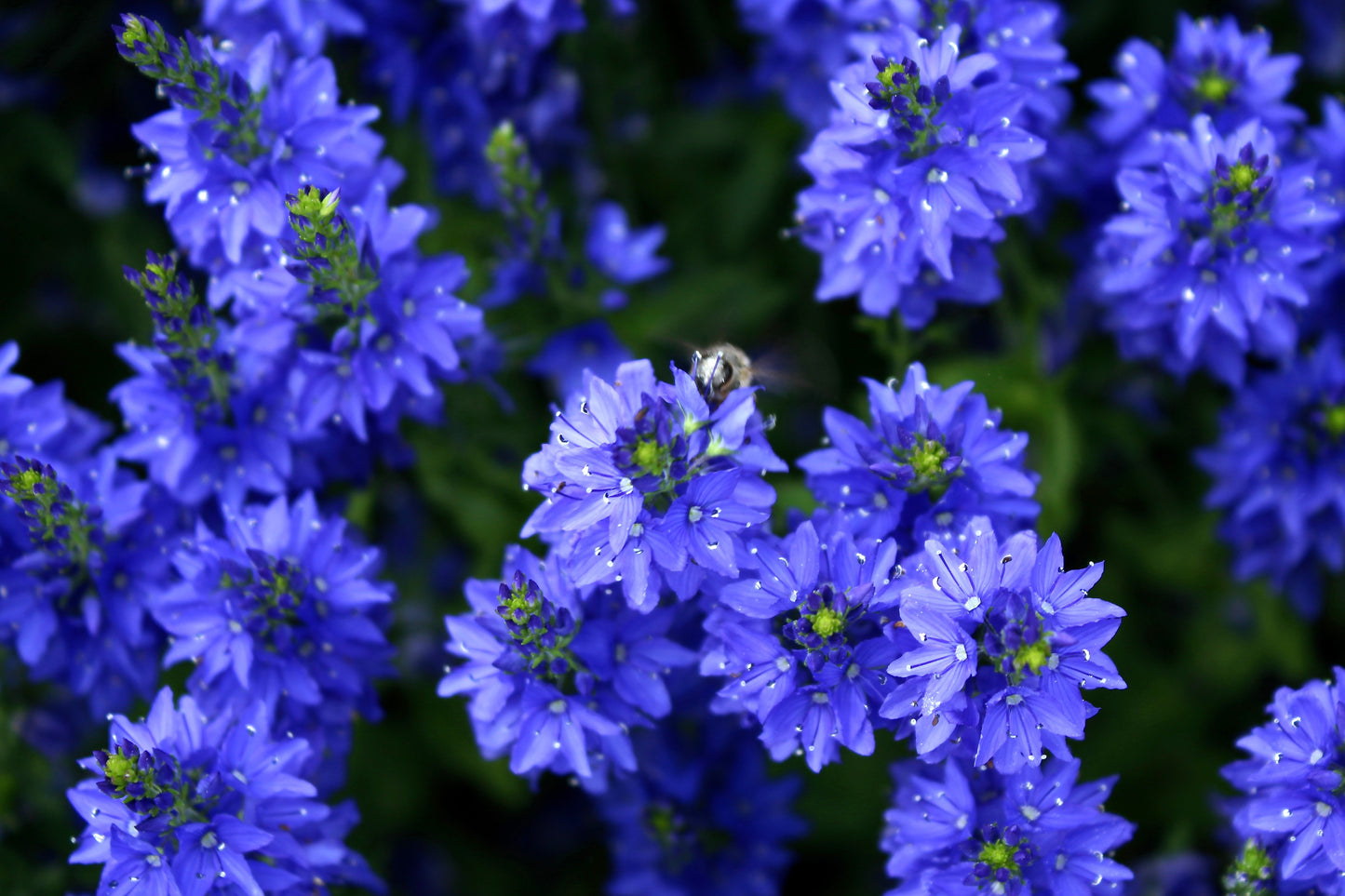 75 ROYAL BLUE SPEEDWELL Veronica Austriaca Teucrium Flower Seeds