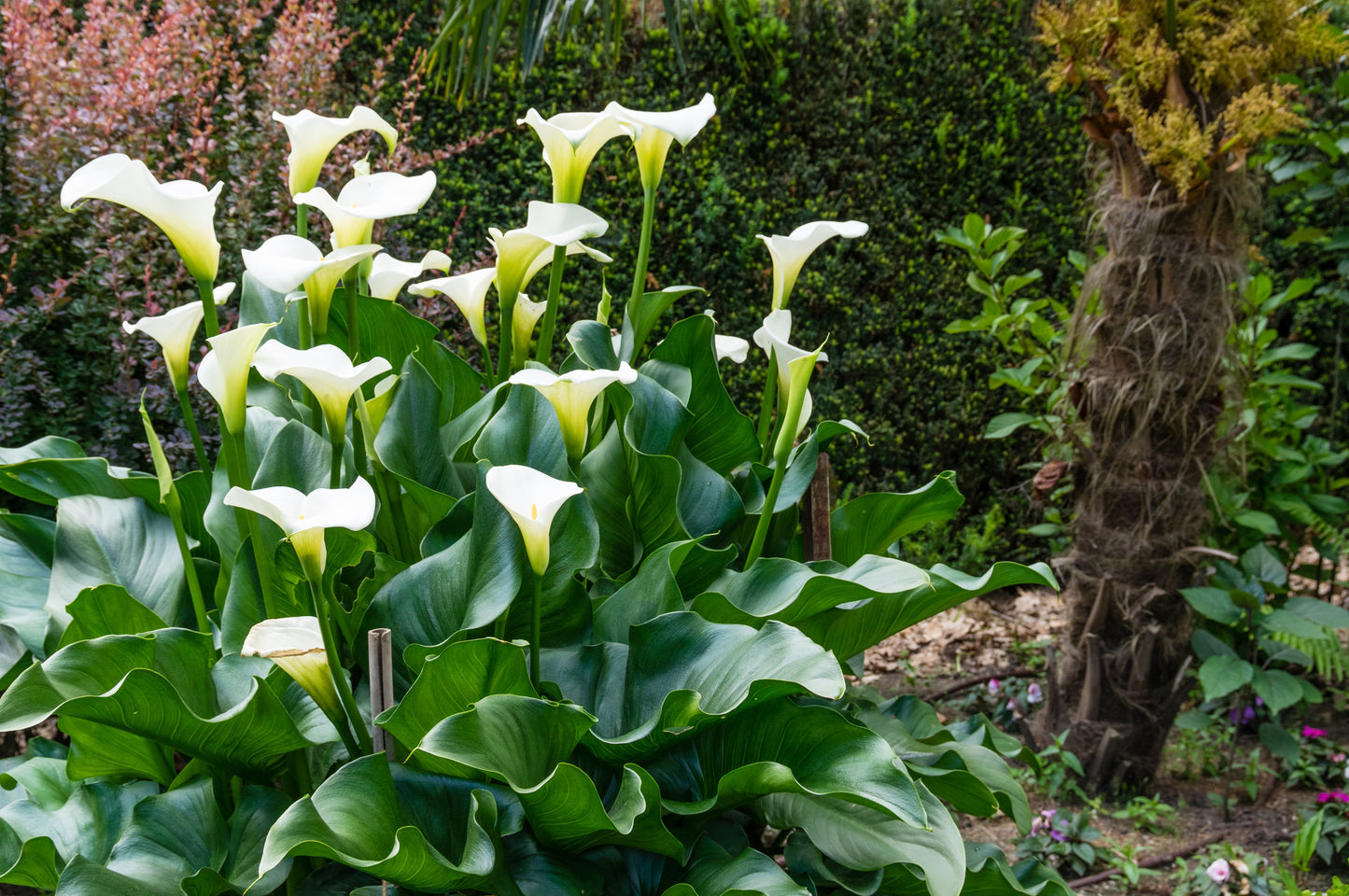 10 *Seeds WHITE CALLA LILY Zantedeschia Aethiopica Arum Trumpet Lily Flower Houseplant