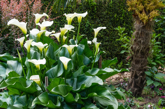 10 *Seeds WHITE CALLA LILY Zantedeschia Aethiopica Arum Trumpet Lily Flower Houseplant