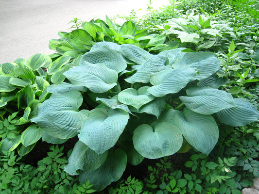 10 HOSTA ELEGANS Shade Plant Purple Flower Seeds