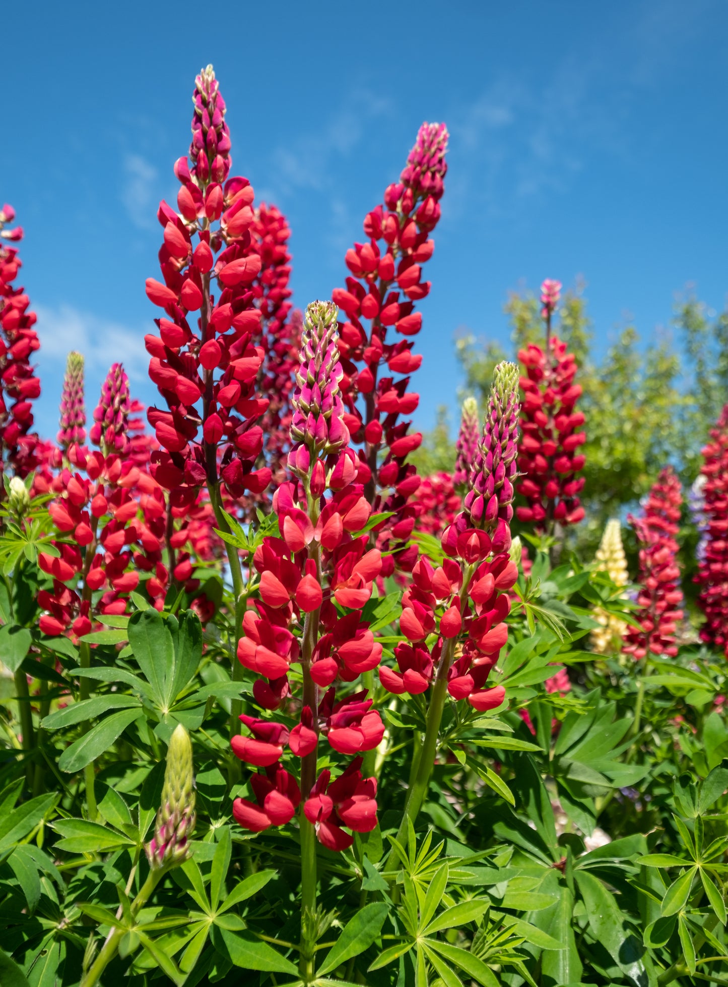 25 RED LUPINE 'My CASTLE' Lupinus Polyphyllus Scarlet Russell Lupin Band of Nobles Series Flower Seeds